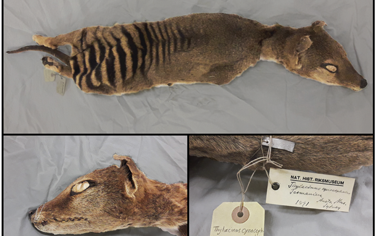 Det exemplar av tasmansk tiger (pungvarg) som använts i studien 